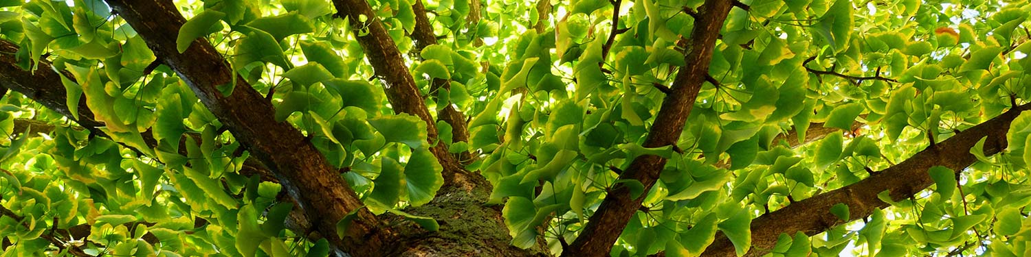 our_collection_ginko_leaf_exclusive_banner_1500x375_72dpi_q40