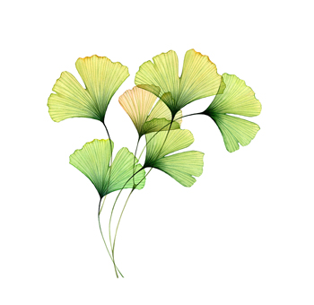 our_collection_ginko_leaf_exclusive_design-story_350x350_72dpi_q100